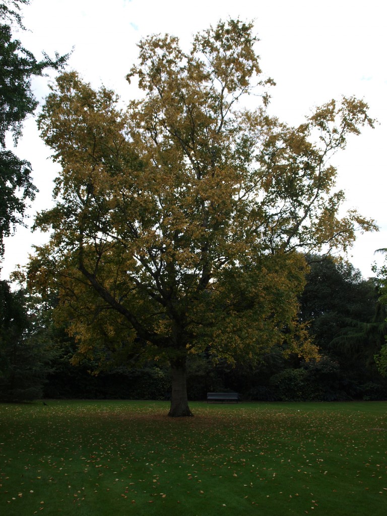 Greenwich Park Autumn Canary Wharf Observatory General Wolfe chestnuts William IV heart foragers walk