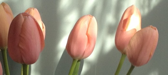 Spring flowers tulips hyacinths ranunculus mimosa Egon Walesch Interiors Blackheath Greenwich